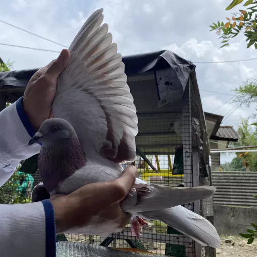 Foto Merpati Free Fly LR25-001465