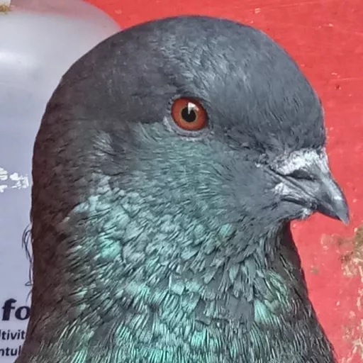 Foto Merpati Jawa Sungut JS-BKSI18-000001