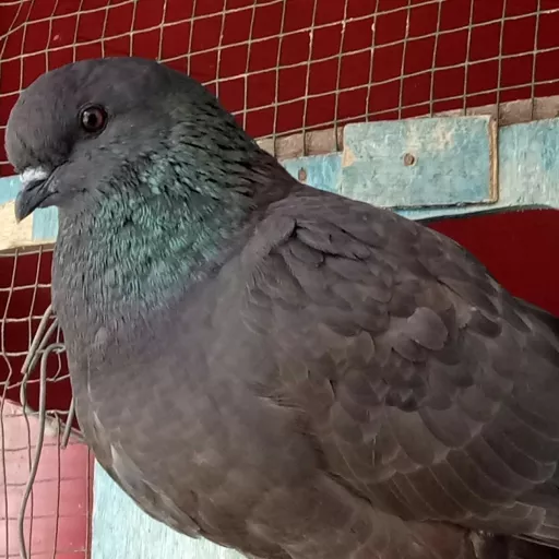 Foto Merpati Jawa Sungut JS-BKSI19-000119