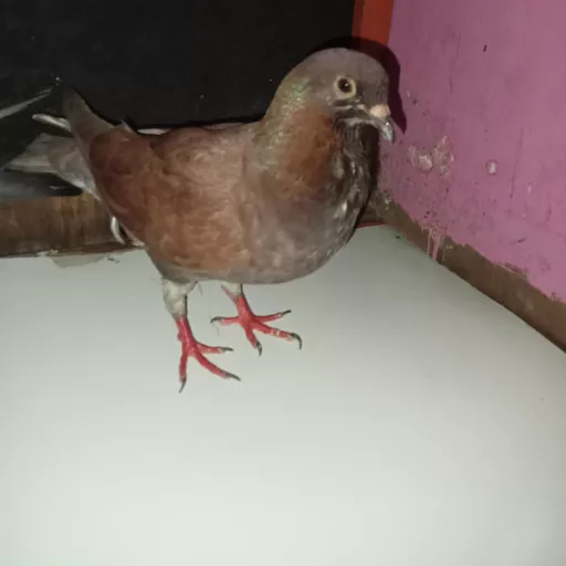 Foto Merpati Jawa Sungut LR23-000331