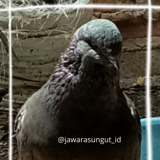 Foto Merpati Jawa Sungut PMJSI18-000010
