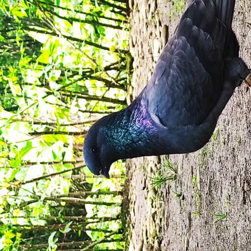 Foto Merpati Jawa Sungut PMJSI20-000717