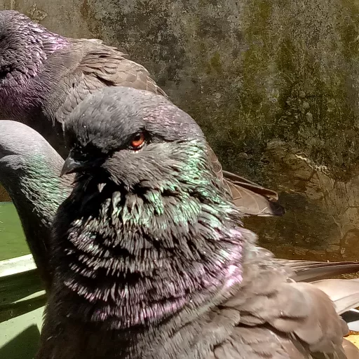 Foto Merpati Jawa Sungut PMJSI21-000202