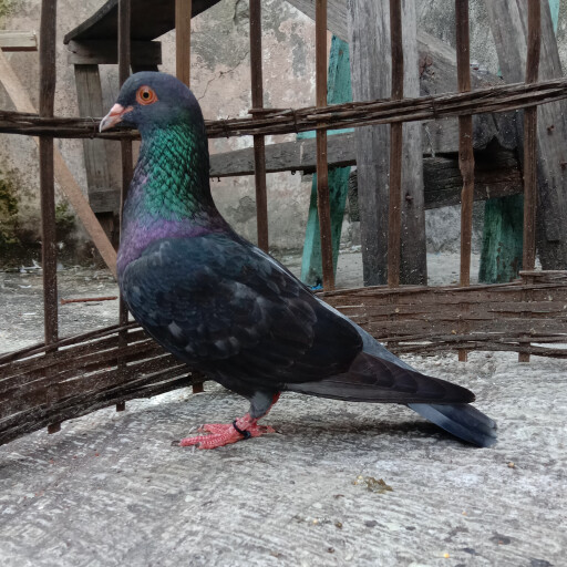 Foto Merpati Kentong LR22-000066