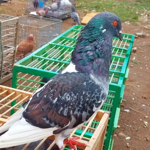 Foto Merpati Kolong 00125-000001