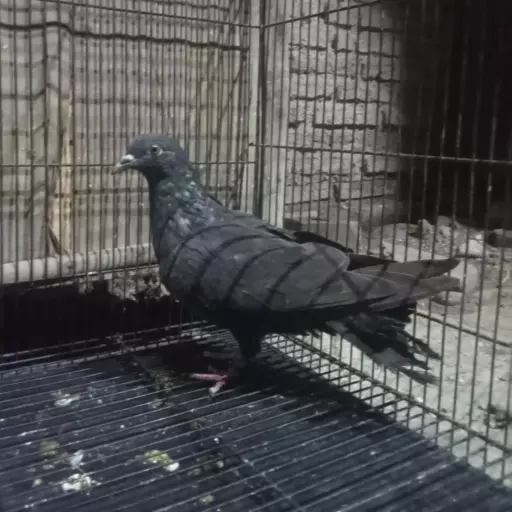 Foto Merpati Kolong *25-000014