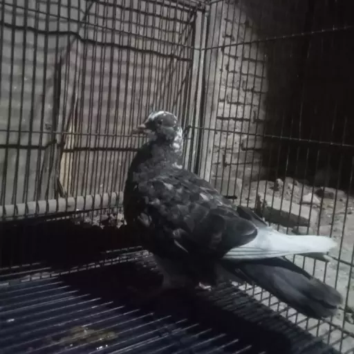 Foto Merpati Kolong *25-000015