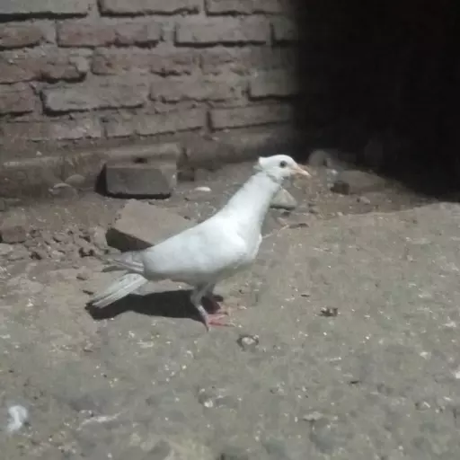 Foto Merpati Kolong *25-000016