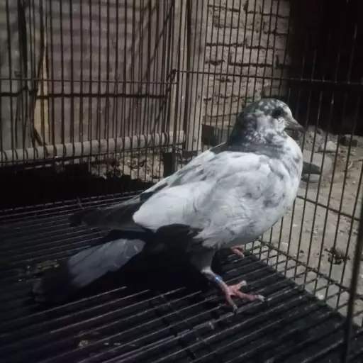 Foto Merpati Kolong *25-000018