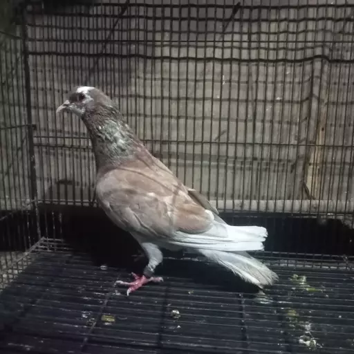 Foto Merpati Kolong *23-50000000