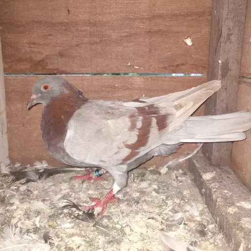 Foto Merpati Kolong AJ24-000029