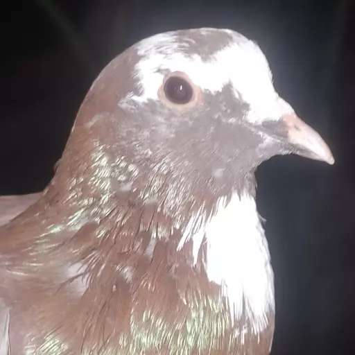 Foto Merpati Kolong BR24-000073