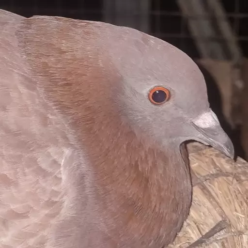 Foto Merpati Kolong BR25-000061