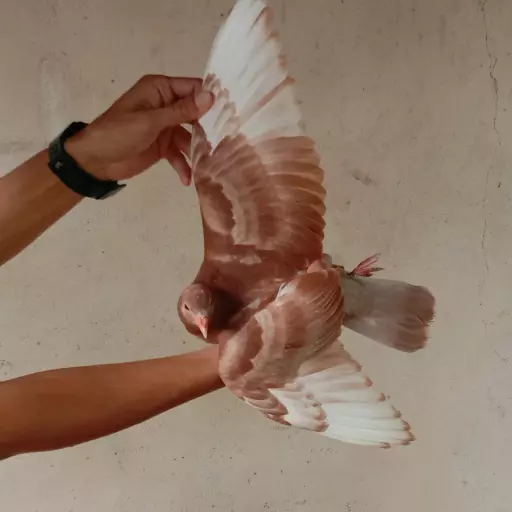 Foto Merpati Kolong FFP25-000002