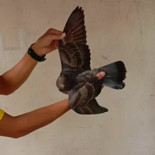 Foto Merpati Kolong FFP25-000008