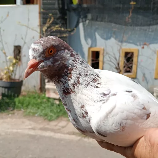 Foto Merpati Kolong IRX IRFAN 00324-000003