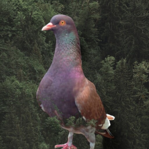 Foto Merpati Kolong LR21-000036