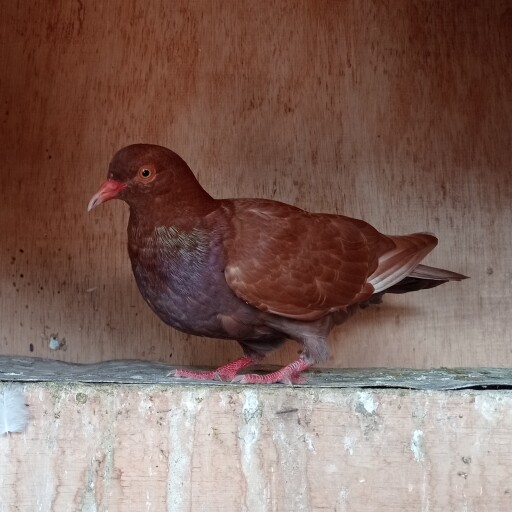 Foto Merpati Kolong LR21-000039