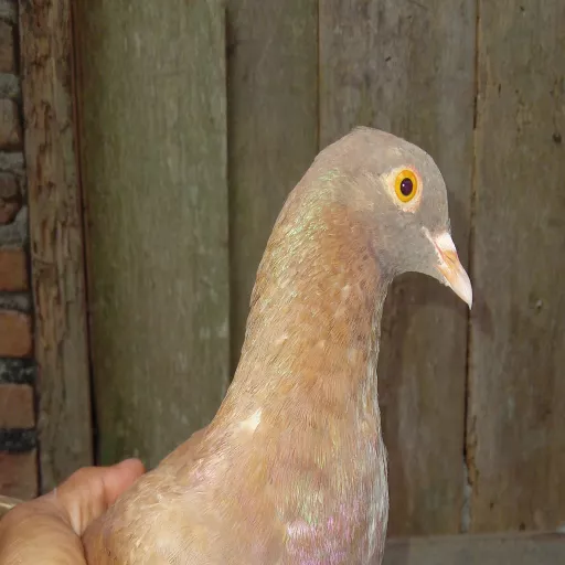 Foto Merpati Kolong LR24-001295