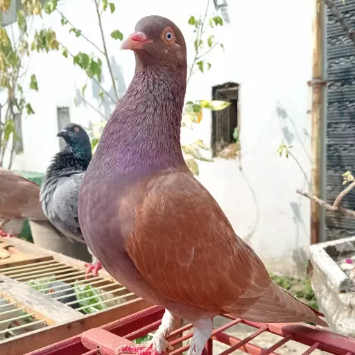 Foto Merpati Kolong LR25-001589