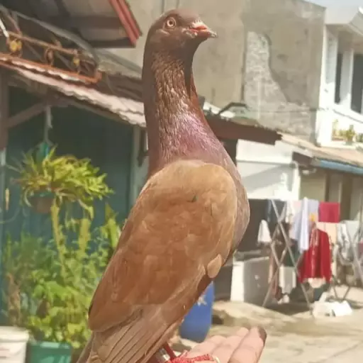 Foto Merpati Kolong WL25-000001