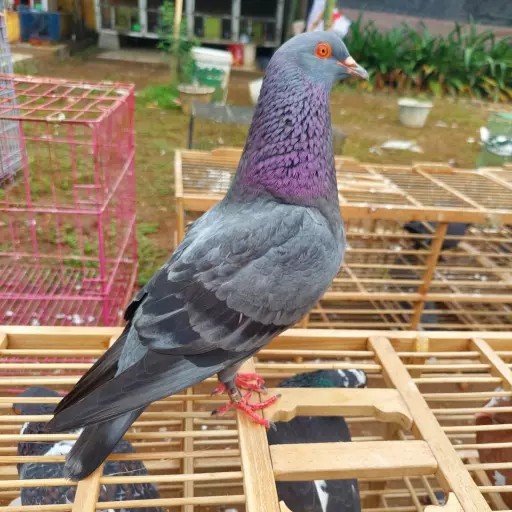 Foto Merpati Kolong WL25-000002