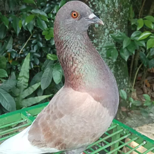 Foto Merpati Kolong WL25-000003