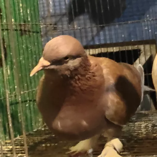 Foto Merpati Kolong MM Team20-000342