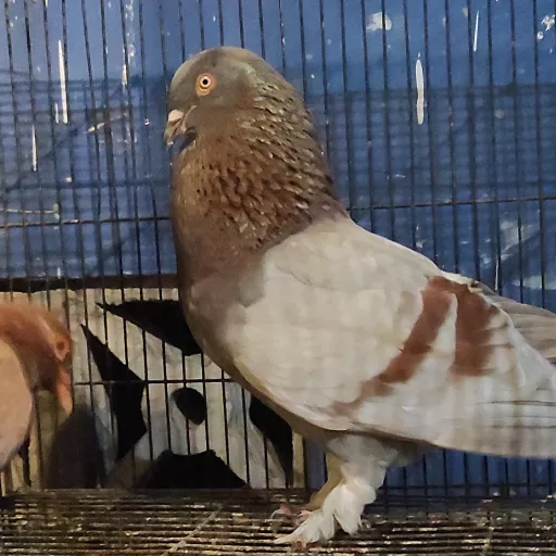 Foto Merpati Kolong MM Team24-000175