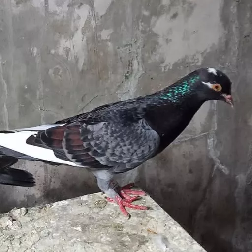 Foto Merpati Kolong MM Team24-000227