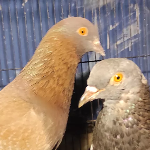 Foto Merpati Kolong Monera BF21-000001