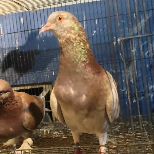 Foto Merpati Kolong Monera BF24-000295