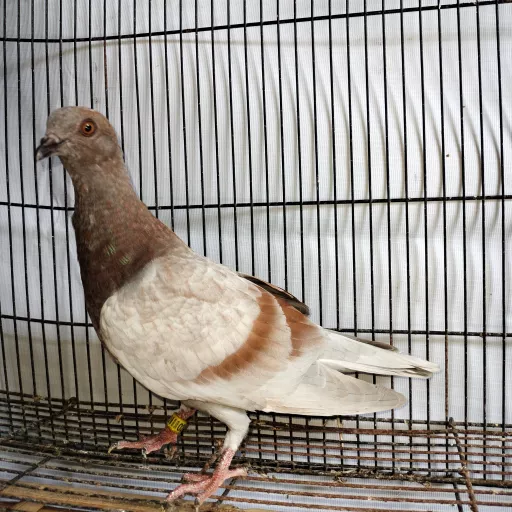 Foto Merpati Kolong NK24-000238