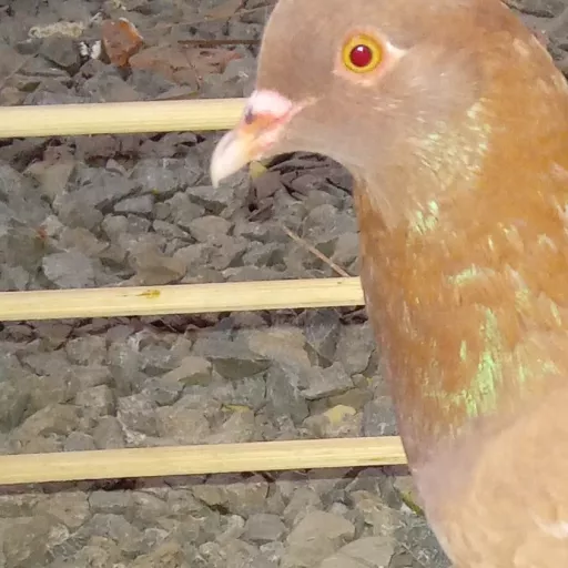 Foto Merpati Kolong P3MKBI24-020350