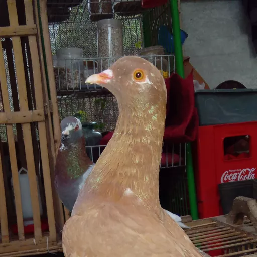 Foto Merpati Kolong P3MKBI24-203449