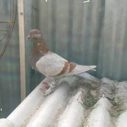 Foto Merpati Kolong PMKN24-015523