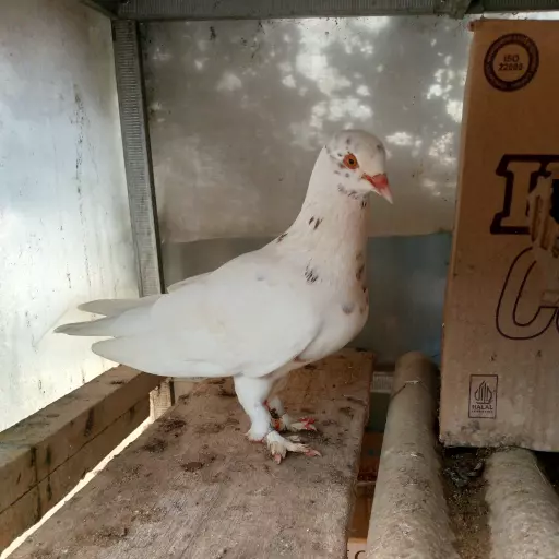 Foto Merpati Kolong PMTI24-110406