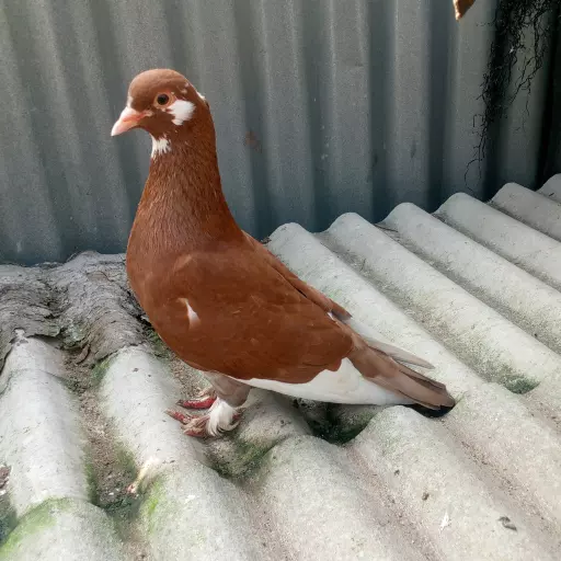 Foto Merpati Kolong PMKN24-011066