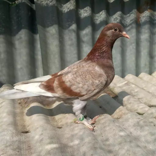 Foto Merpati Kolong PMKN24-011677