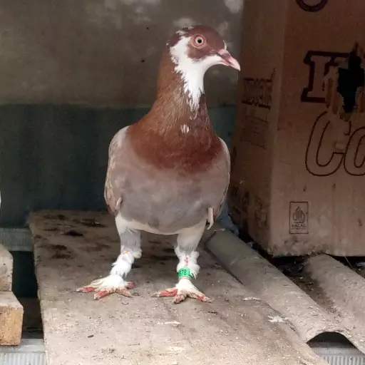 Foto Merpati Kolong PMKN24-011678