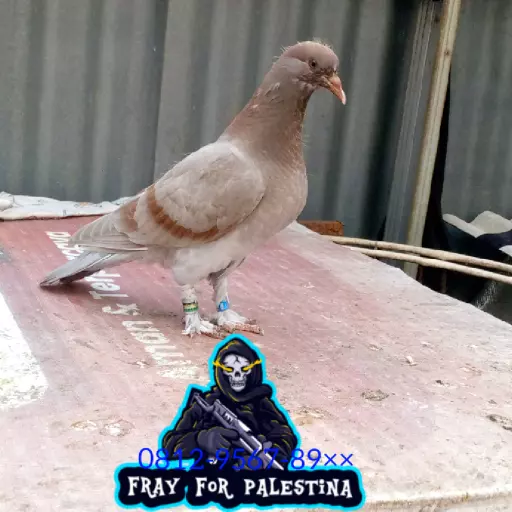 Foto Merpati Kolong PMKN25-019911