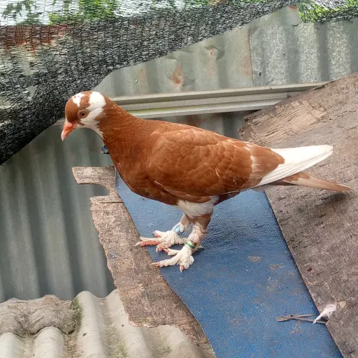 Foto Merpati Kolong PMKN25-019910