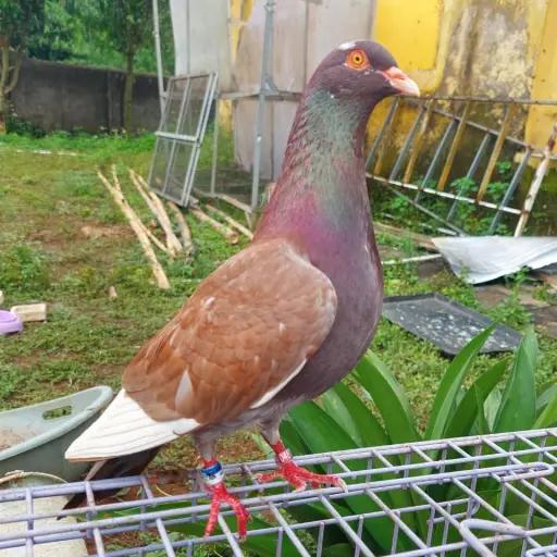 Foto Merpati Kolong PMTI24-000001