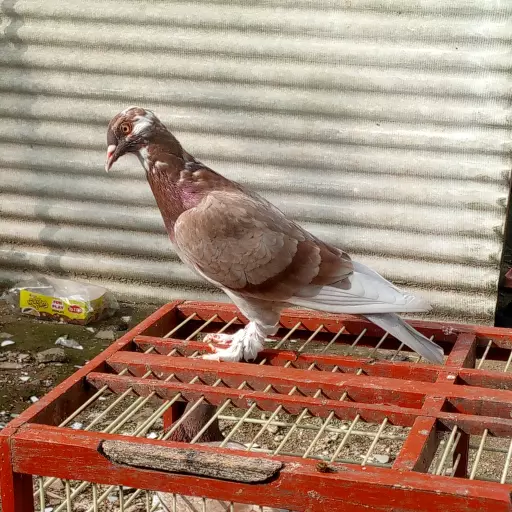 Foto Merpati Kolong PMTI24-343820