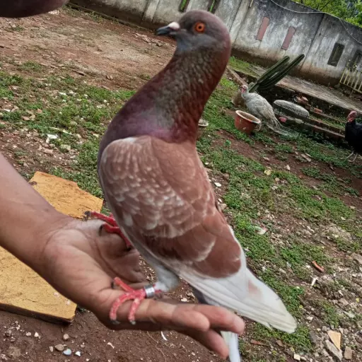 Foto Merpati Kolong PMTI24-000002