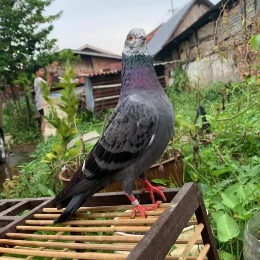 Foto Merpati Kolong PMTI25-002025