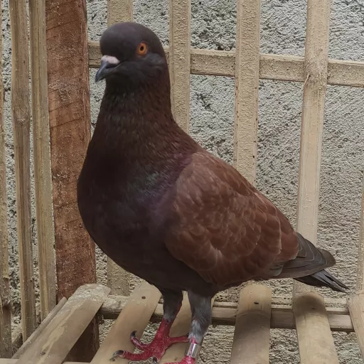 Foto Merpati Pos 1002202222-000001