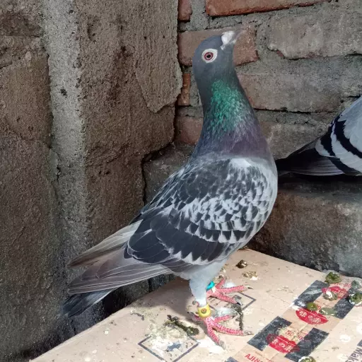 Foto Merpati Pos 4G23-002427