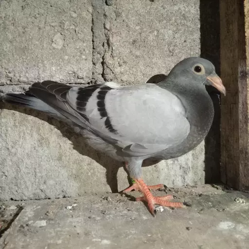 Foto Merpati Pos 4G25-014315