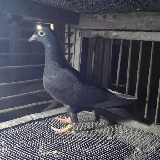 Foto Merpati Pos 4G25-014366